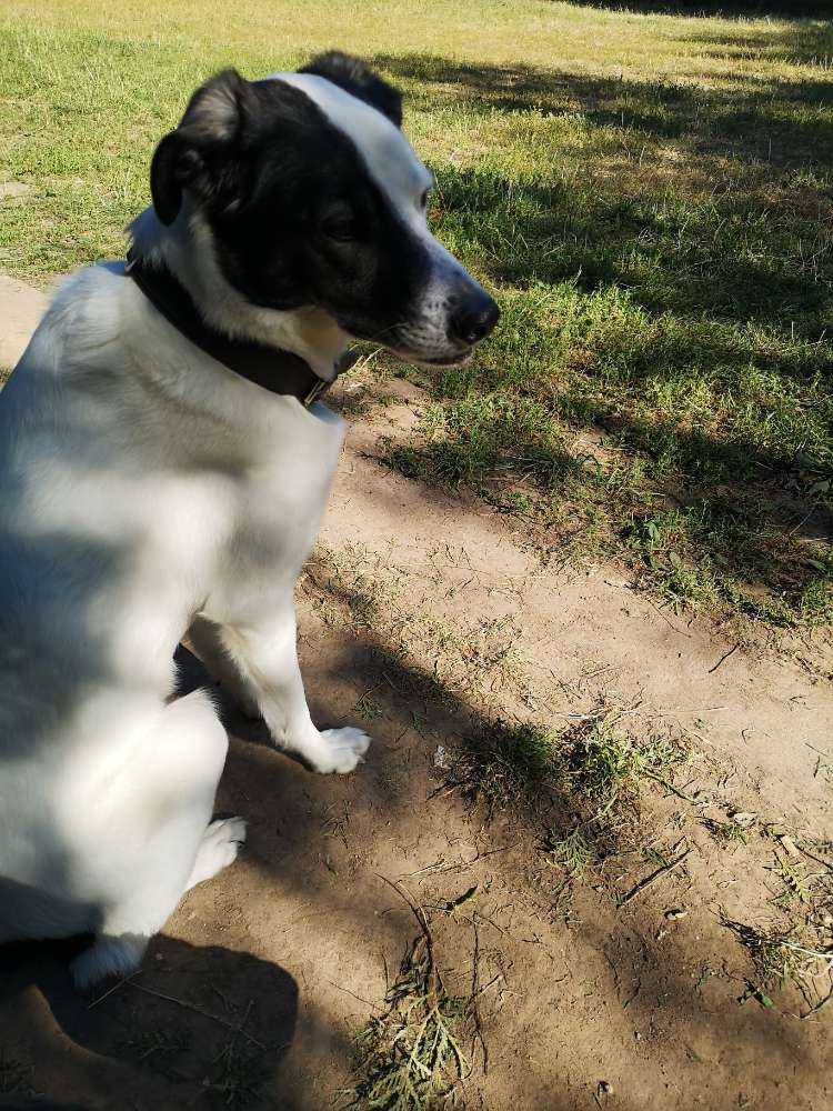 Hundetreffen-Hundewiese Hutholz-Profilbild