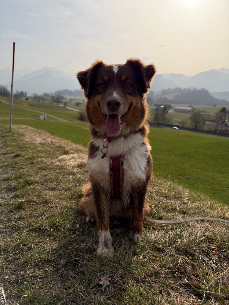 Hundetreffen-Gemeinsame Spaziergänge mit Freilauf-Profilbild