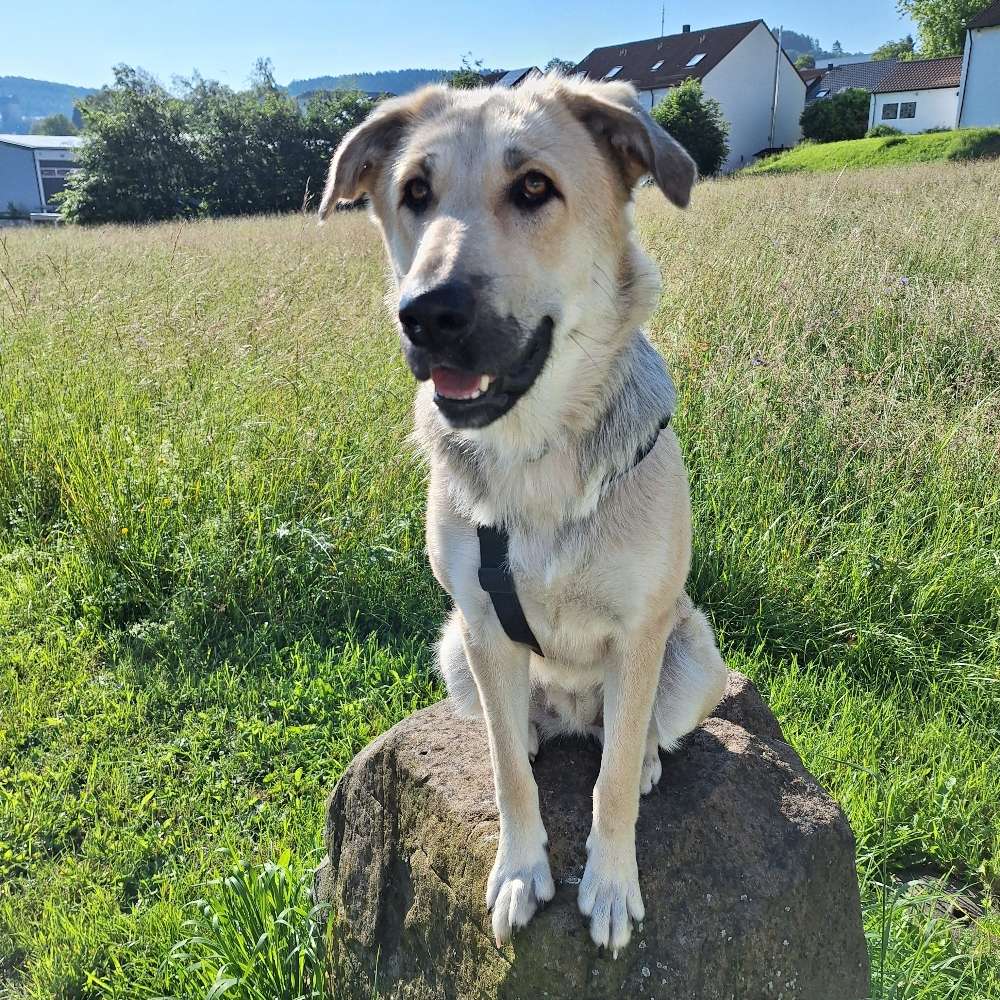 Hundetreffen-Gassirunde-Profilbild