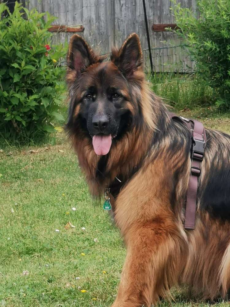 Giftköder-Giftköder-Profilbild