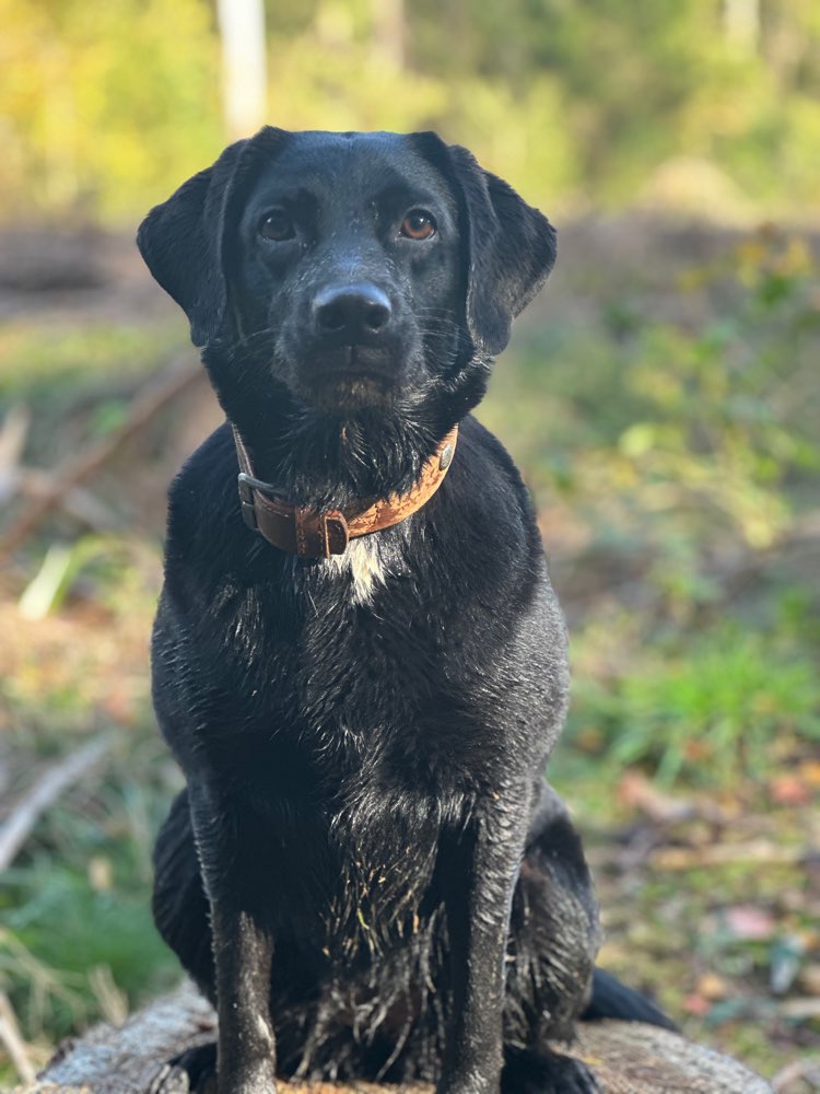 Hundetreffen-Hundetreffen und Spaziergang Buddies-Profilbild