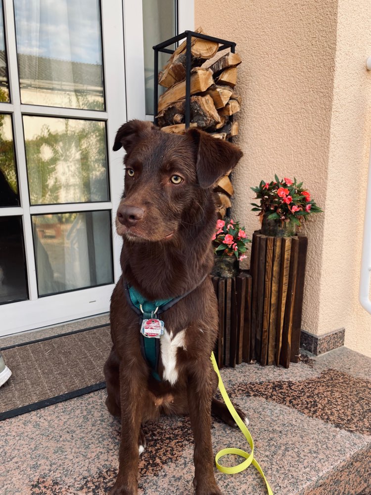 Hundetreffen-Gassirunde-Profilbild
