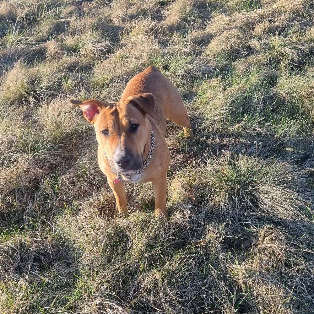 Hundetreffen-Spielrunde-Profilbild