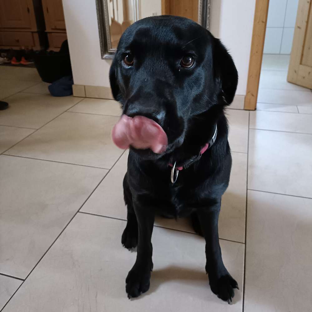 Hundetreffen-Spielfreund gesucht-Profilbild