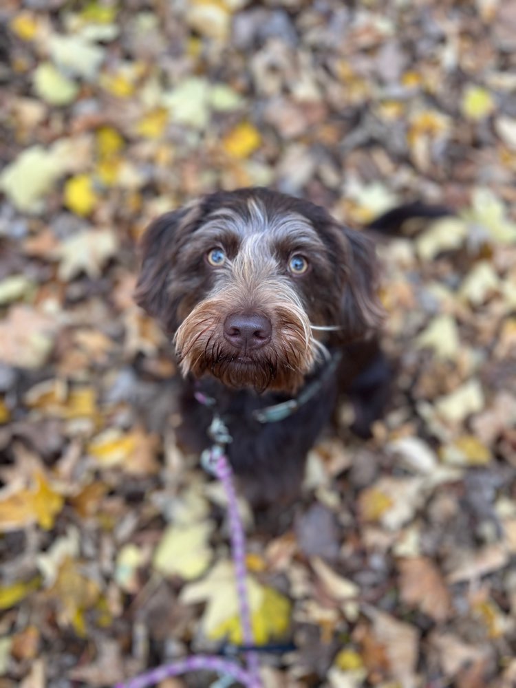 Hundetreffen-Hailey sucht neue Hundefreunde 🐶-Profilbild
