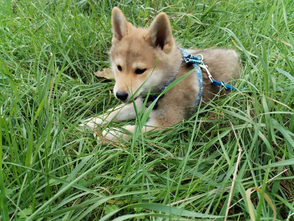 Hundetreffen-Gassi & Spielrunde für lebhaften Welpen gesucht!-Profilbild