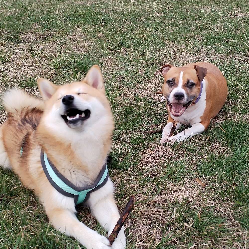 Hundetreffen-Neue Spielgefährten für lebhaften Junghund gesucht!-Profilbild