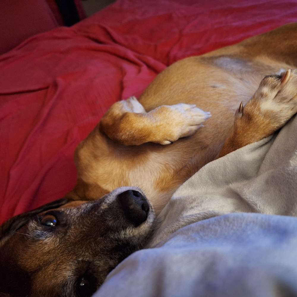 Hundetreffen-Gesellschaft gesucht-Profilbild