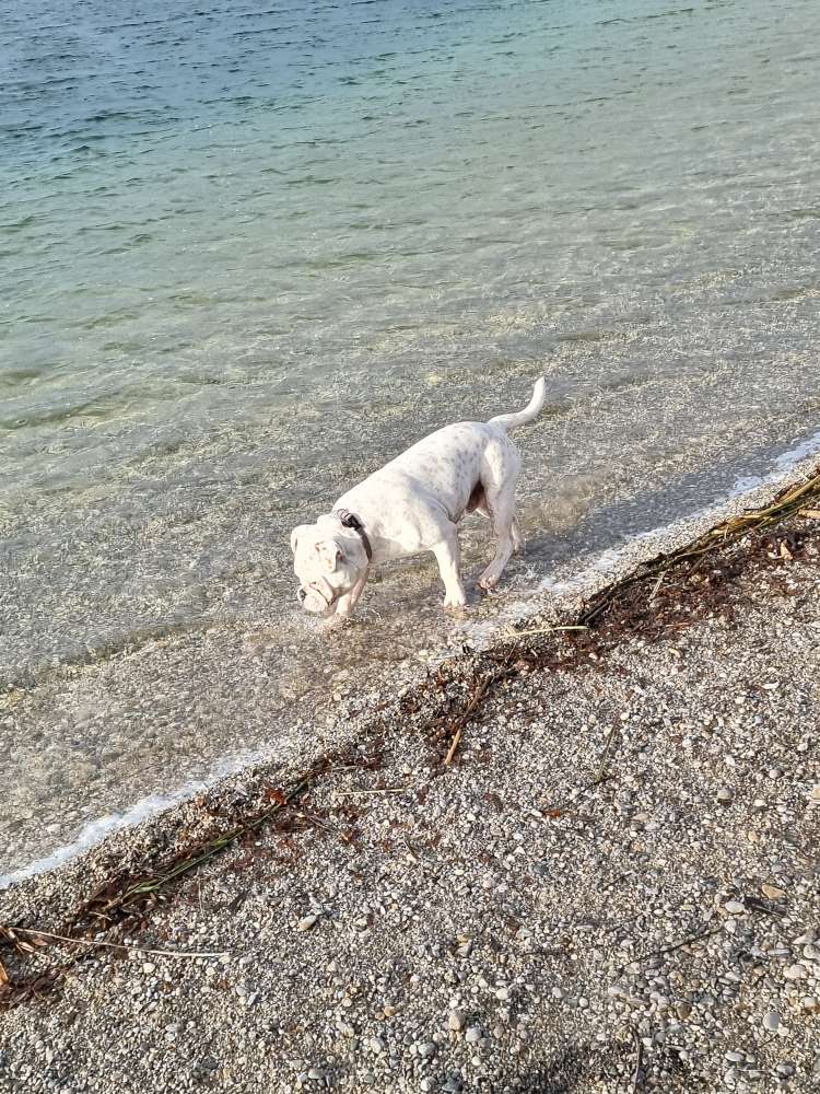 Hundetreffen-Tollpatschige liebe Bulldogge sucht Spielkamerad weil Papa nicht mit om Dreck wühlt-Profilbild