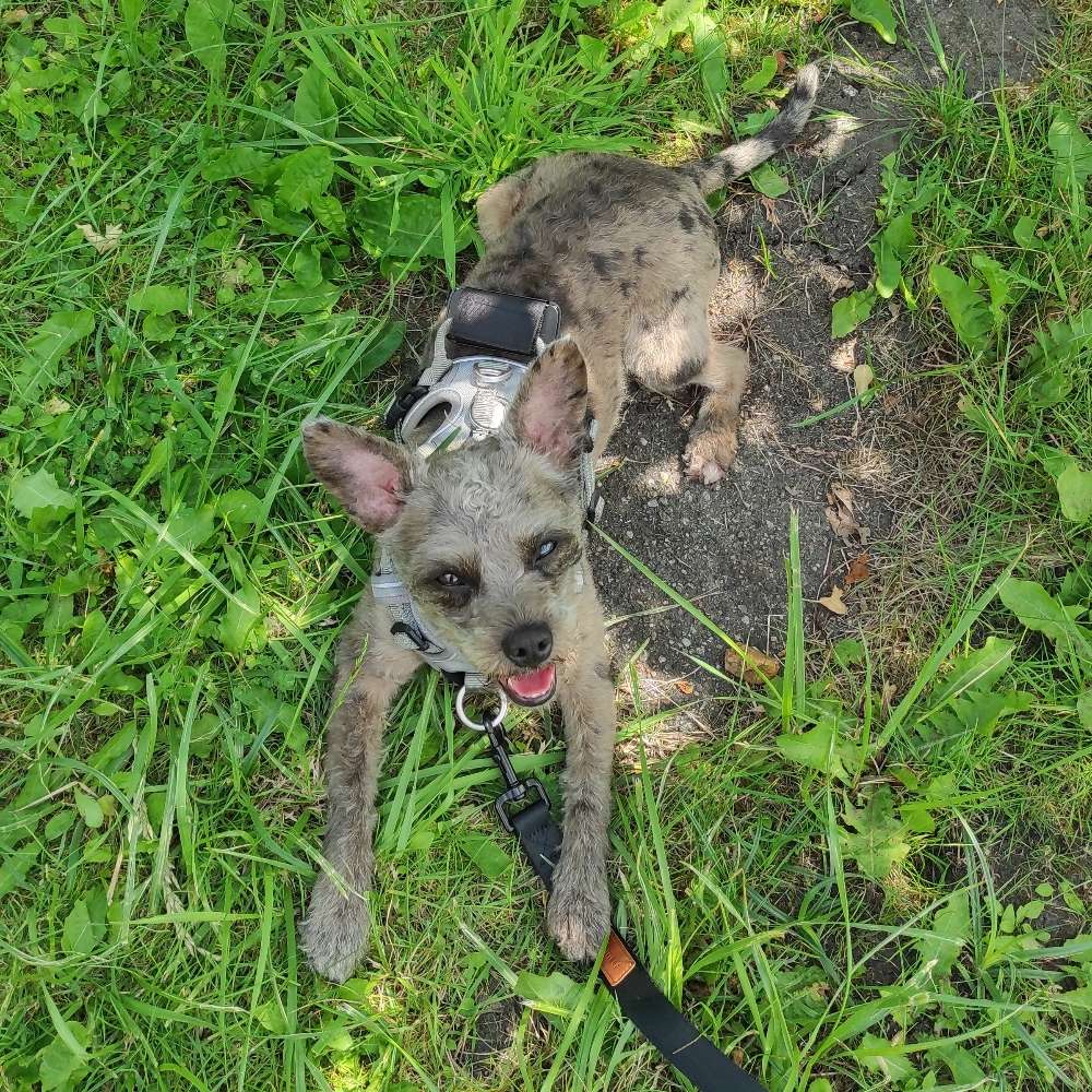 Hundetreffen-Spielfreude gesucht!-Profilbild