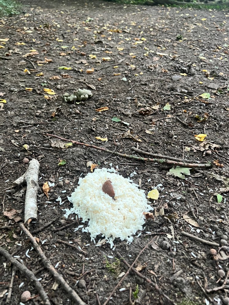 Giftköder-Reis. Vergifteter oder Glasscherben-Profilbild