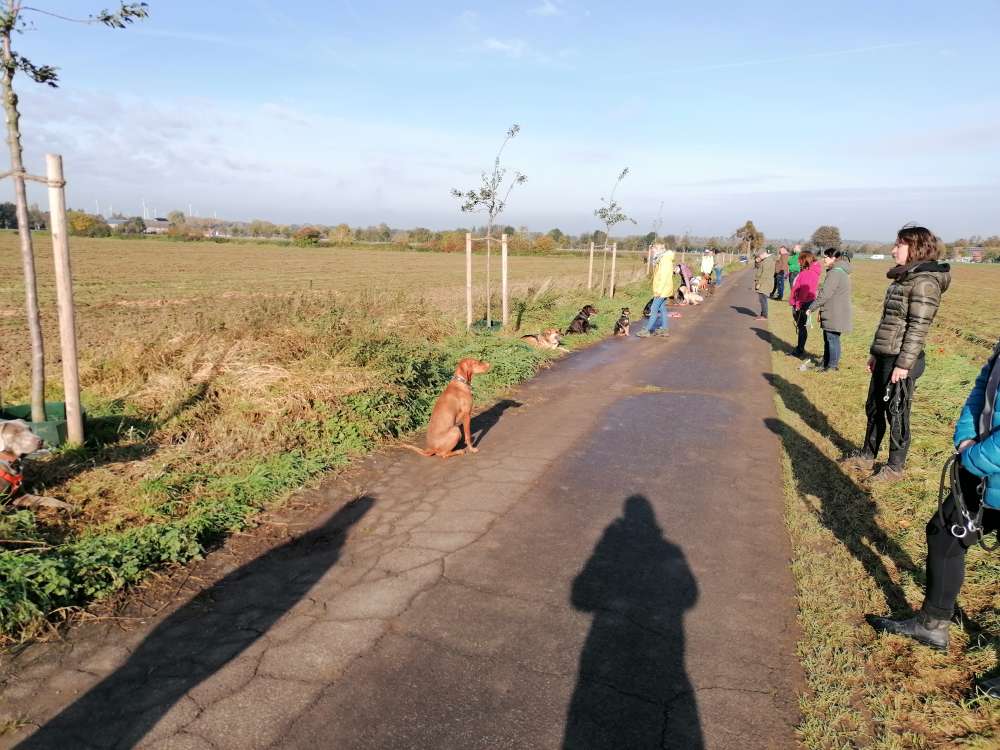Hundetreffen-Moderierte Spiel- Erziehungsspaziergänge-Profilbild