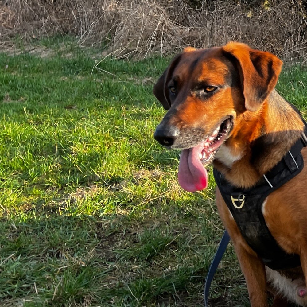 Hundetreffen-Training, Hundebegegnung, Spielen-Profilbild