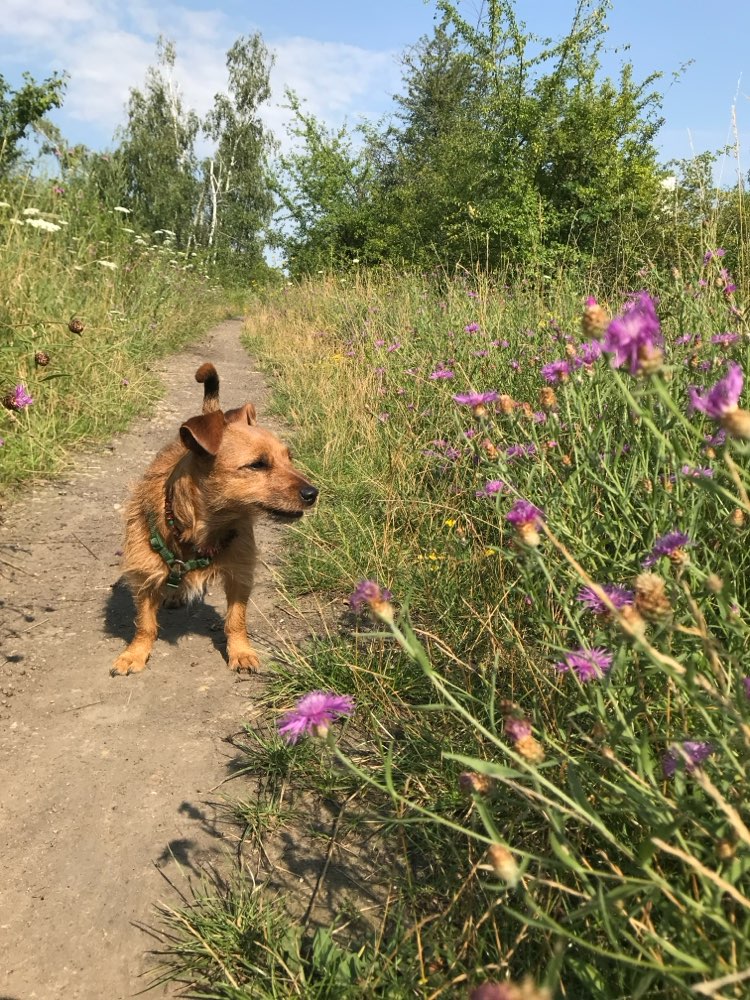 Hundetreffen-Schüchterne Hunde Treff-Profilbild