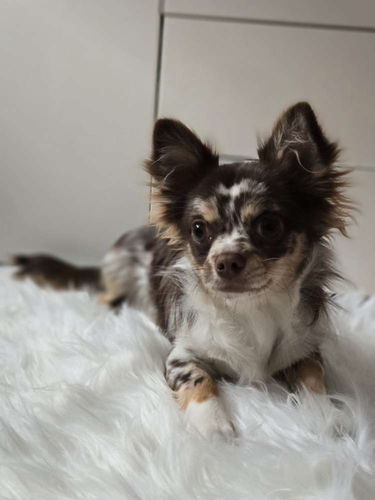 Hundetreffen-Spielpartner/Gassiparter für Chihuahua Rüden gesucht-Profilbild