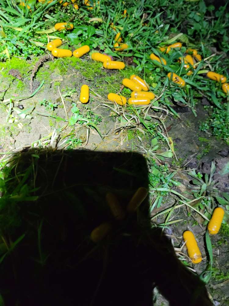 Giftköder-Undefinierbare Medikamentenkapseln-Profilbild