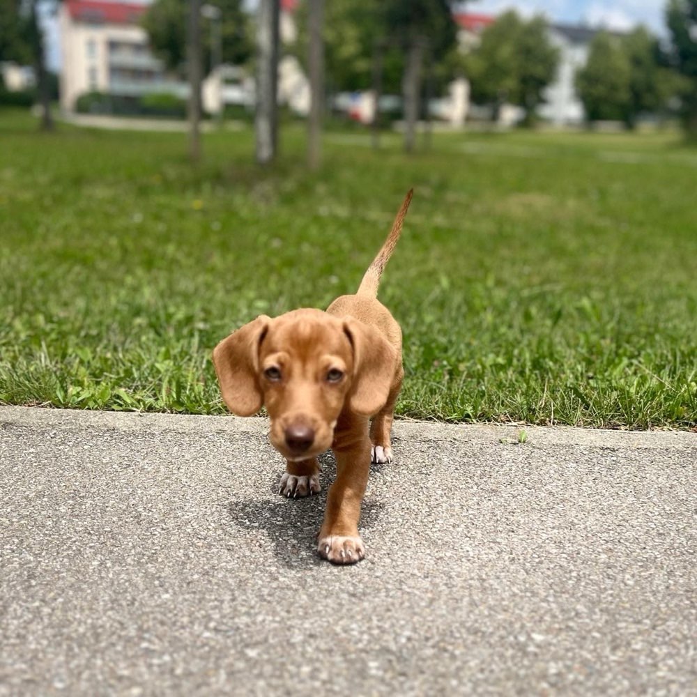 Hundetreffen-Welpen/Junghunde Spielstunde-Profilbild