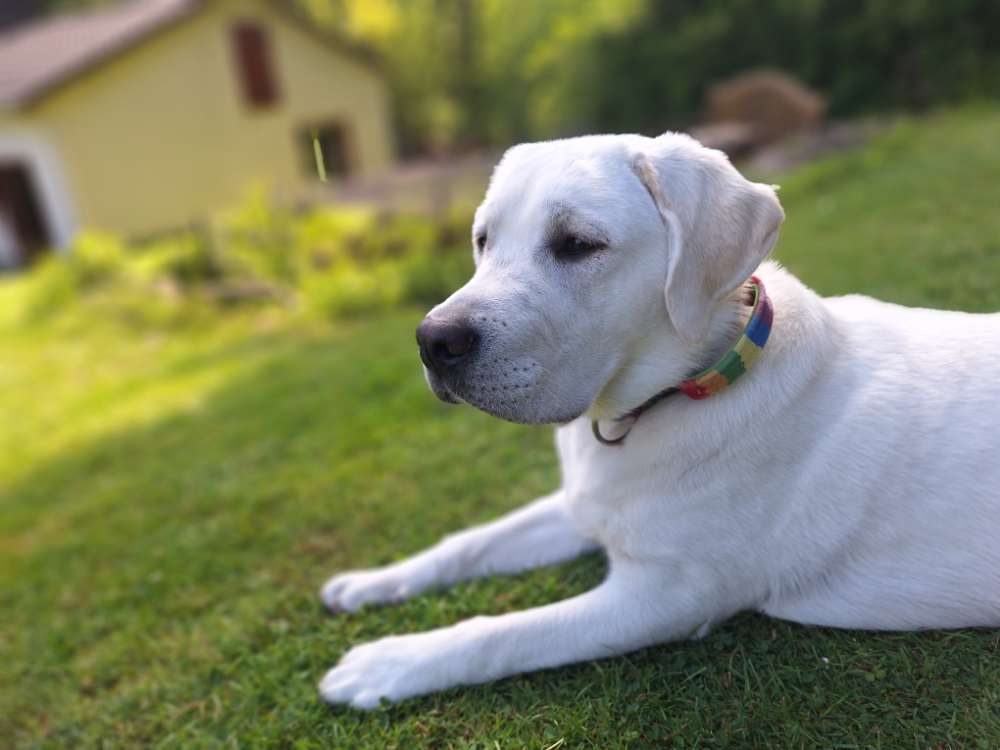 Hundetreffen-Spiel- &Trainingsbuddies gesucht-Profilbild