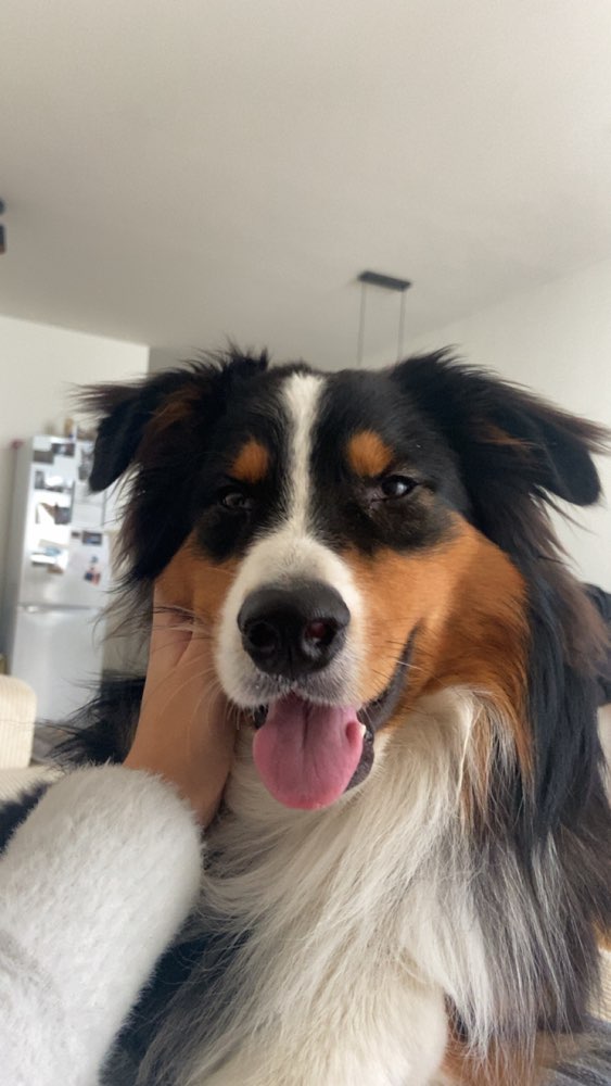 Hundetreffen-Gemeinsame Spaziergänge-Profilbild