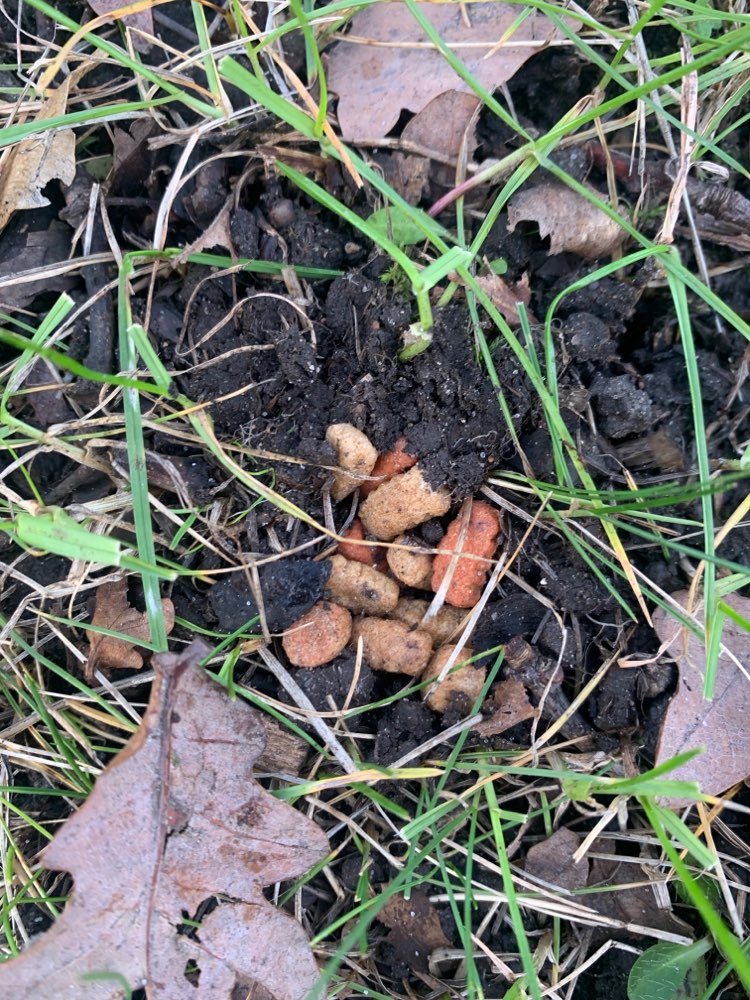 Giftköder-Mutmaßlicher Köderfund-Profilbild