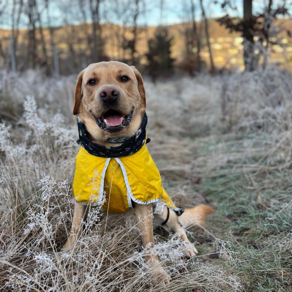 Hundetreffen-Spazieren und Trainieren-Profilbild