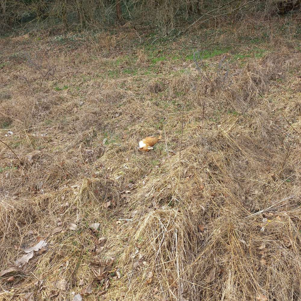 Giftköder-Toter Fuchs-Profilbild