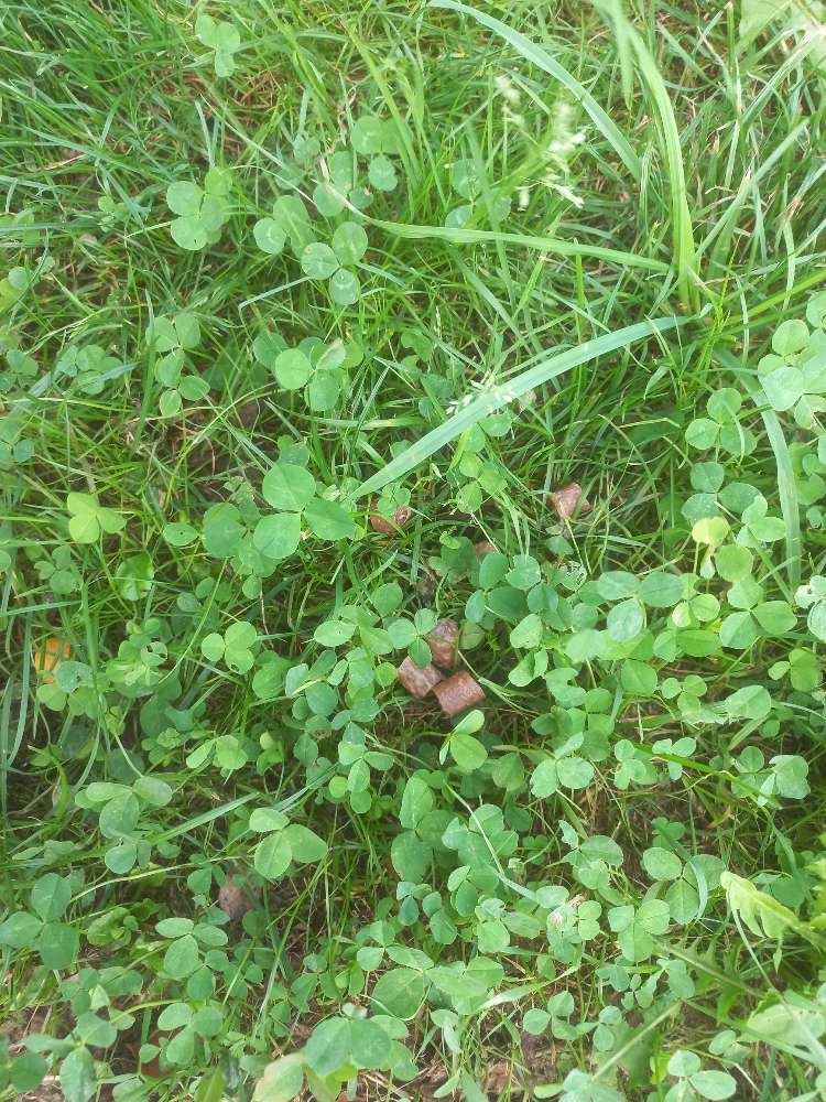 Giftköder-Möglicher Giftköder-Profilbild