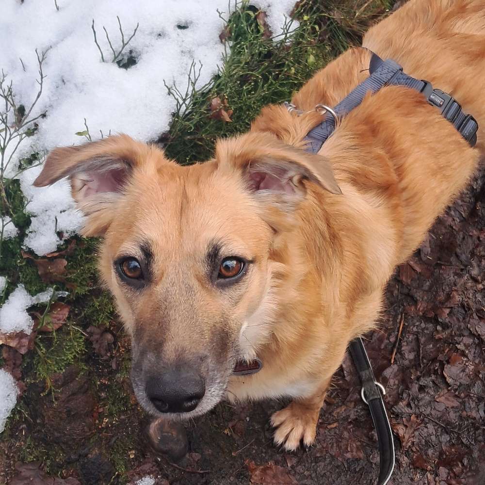 Hundetreffen-Spiel und Gassi Runden-Profilbild