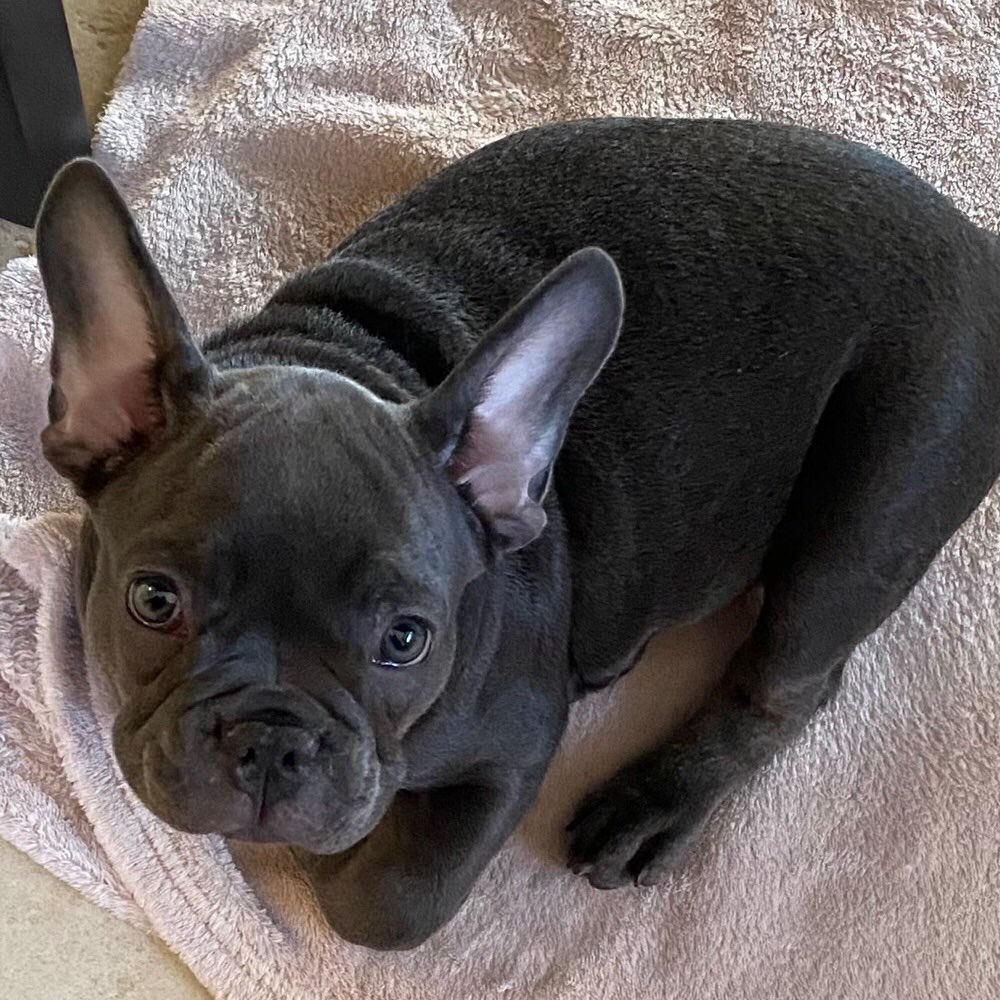 Hundetreffen-Welpenspiel/ Kontakt-Profilbild