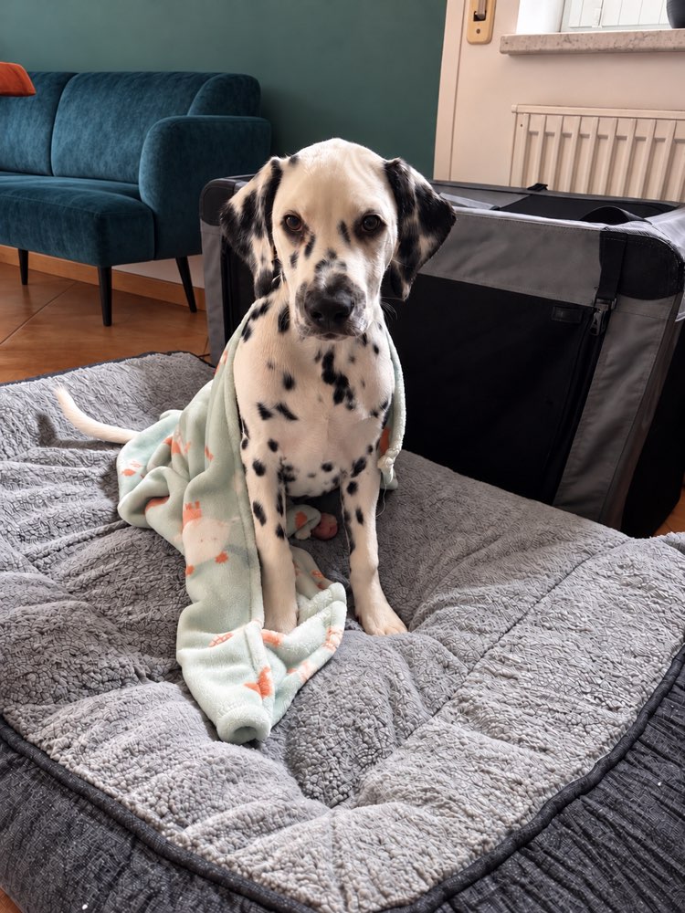 Hundetreffen-Spielkameraden gesucht-Profilbild