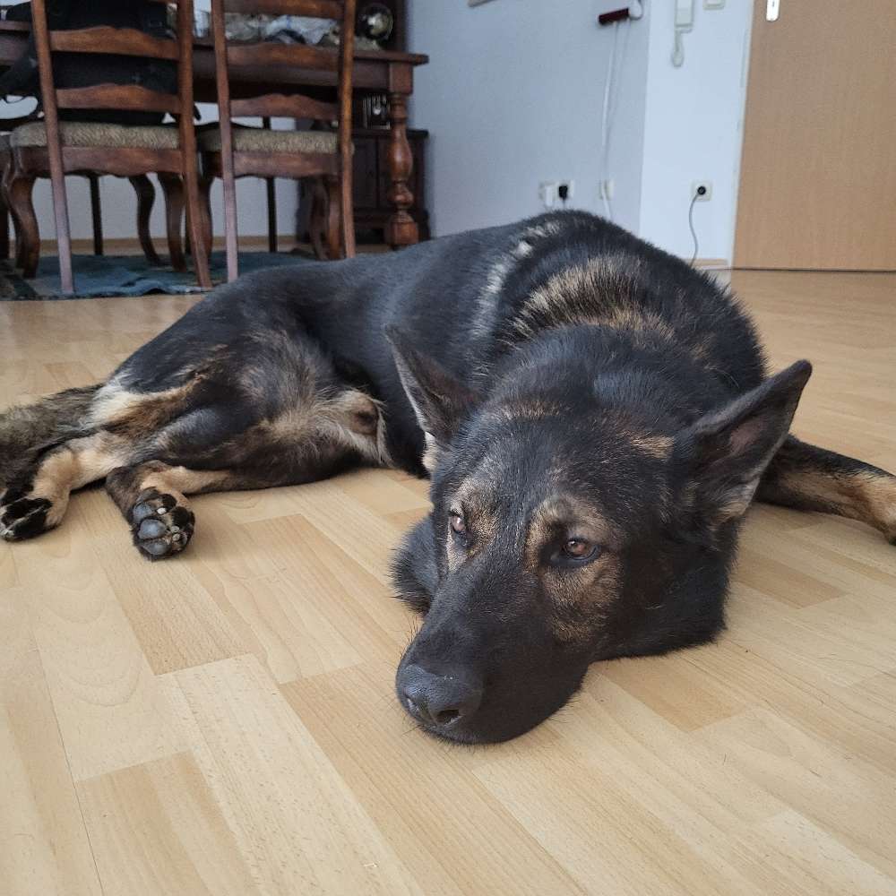 Hundetreffen-Gemeinsames Spazieren-Profilbild