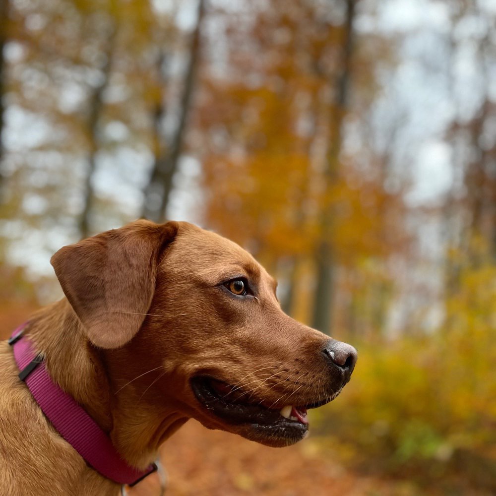 Hundetreffen-Hundefreund*innen gesucht-Profilbild