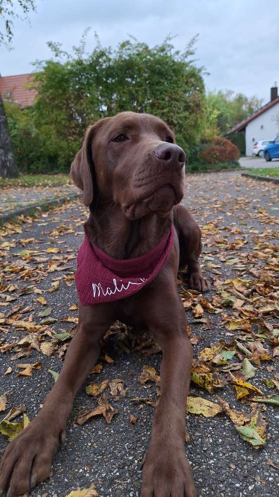 Hundetreffen-Gemeinsame Gassirunden/Spielrunden🐶-Profilbild