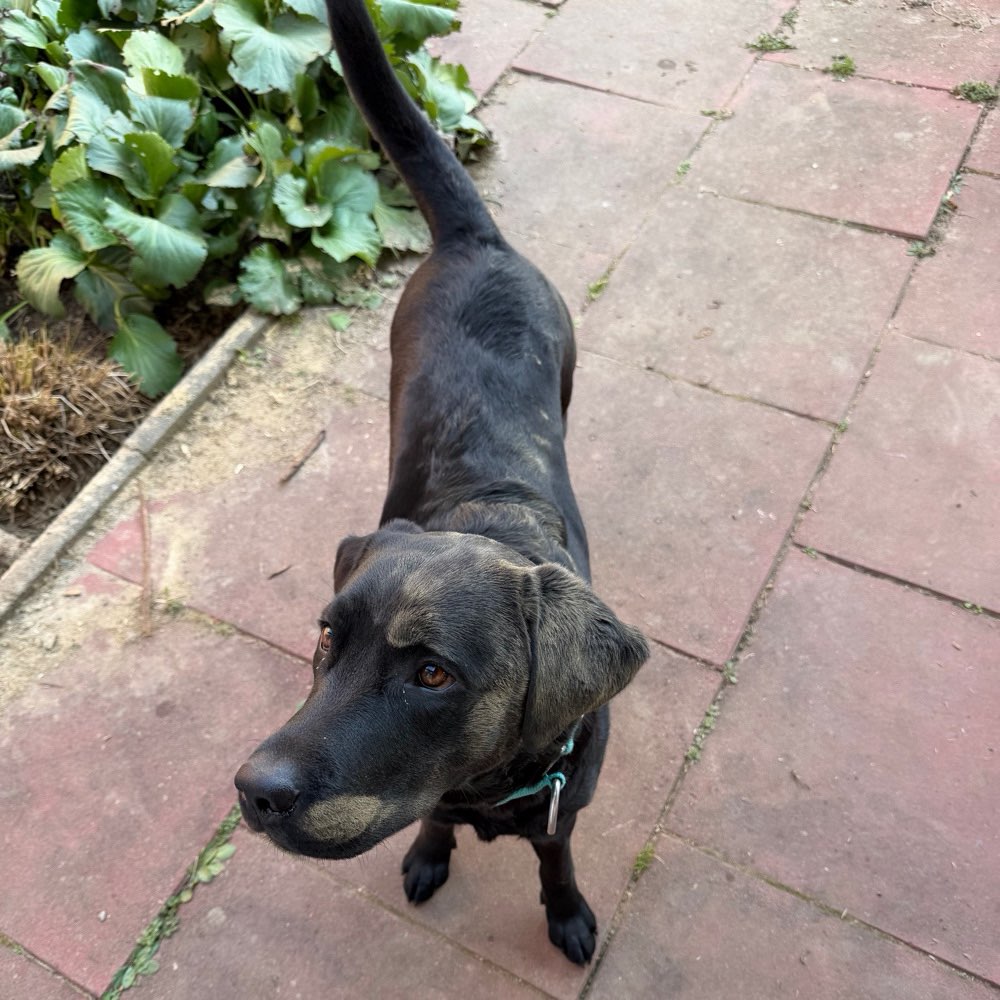 Hundetreffen-Play Date / Social Walk-Profilbild