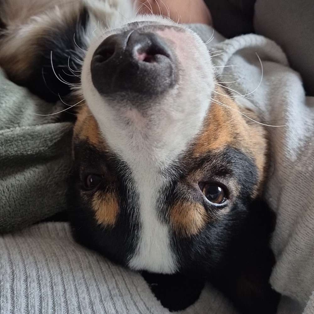 Hundetreffen-Playdate-Profilbild