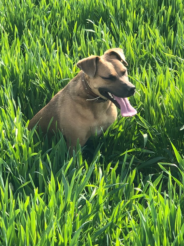 Hundetreffen-Suche klein bis mittelgroß Hundetreff-Profilbild