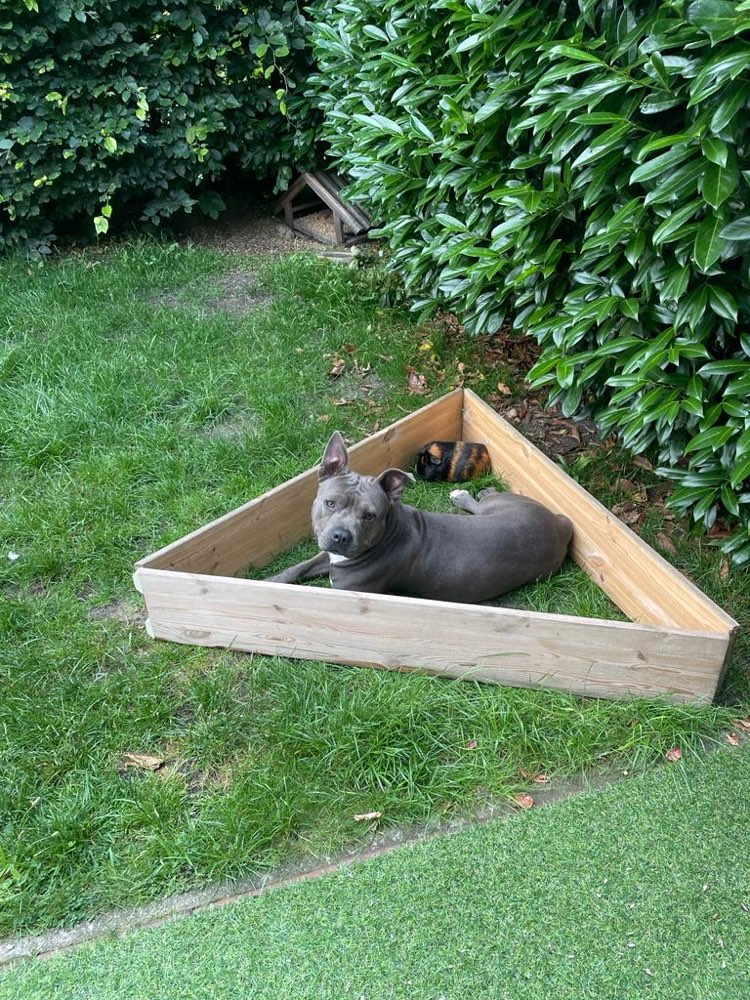 Giftköder-Aggressiver Hund-Profilbild