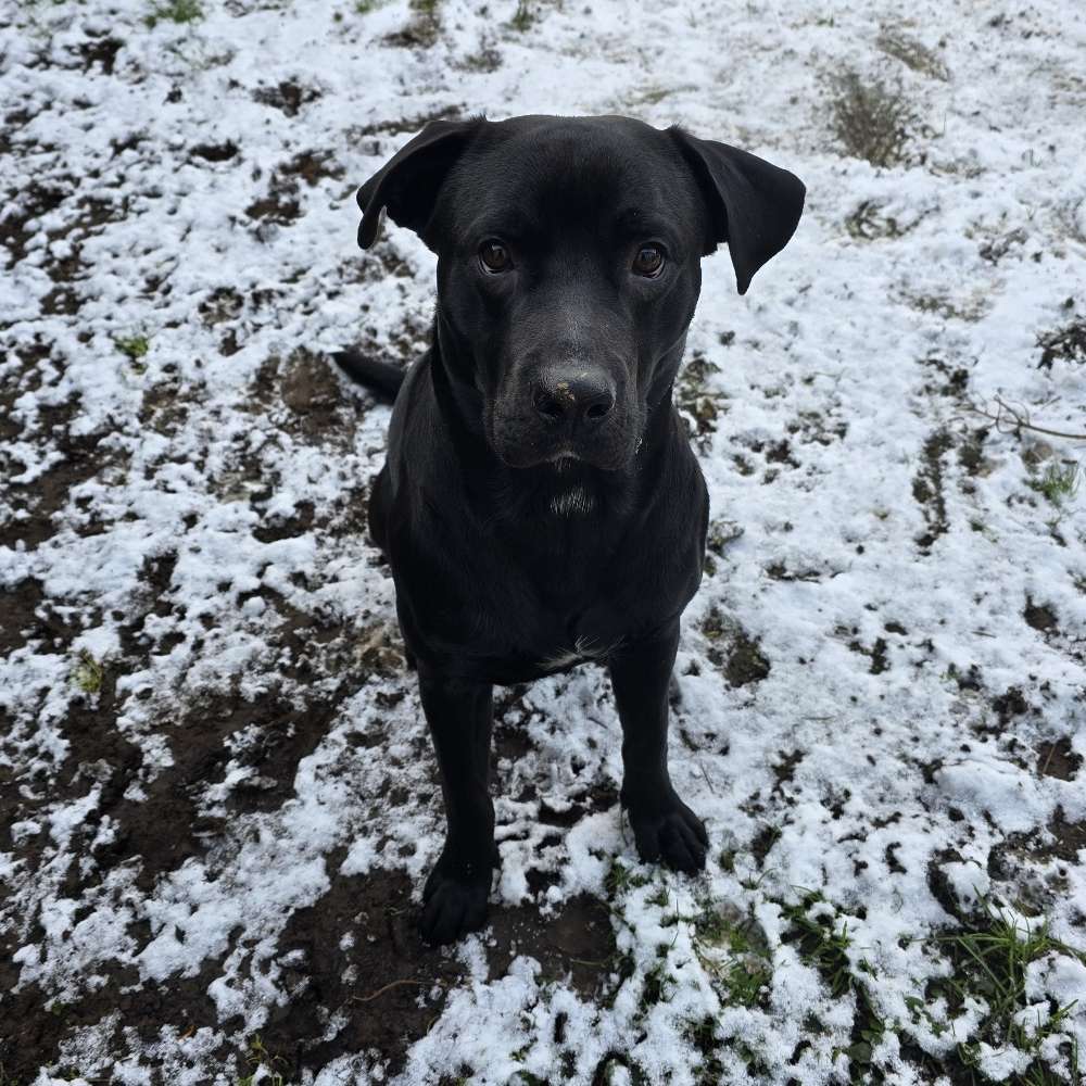 Hundetreffen-Gassirunden und Playdates-Profilbild