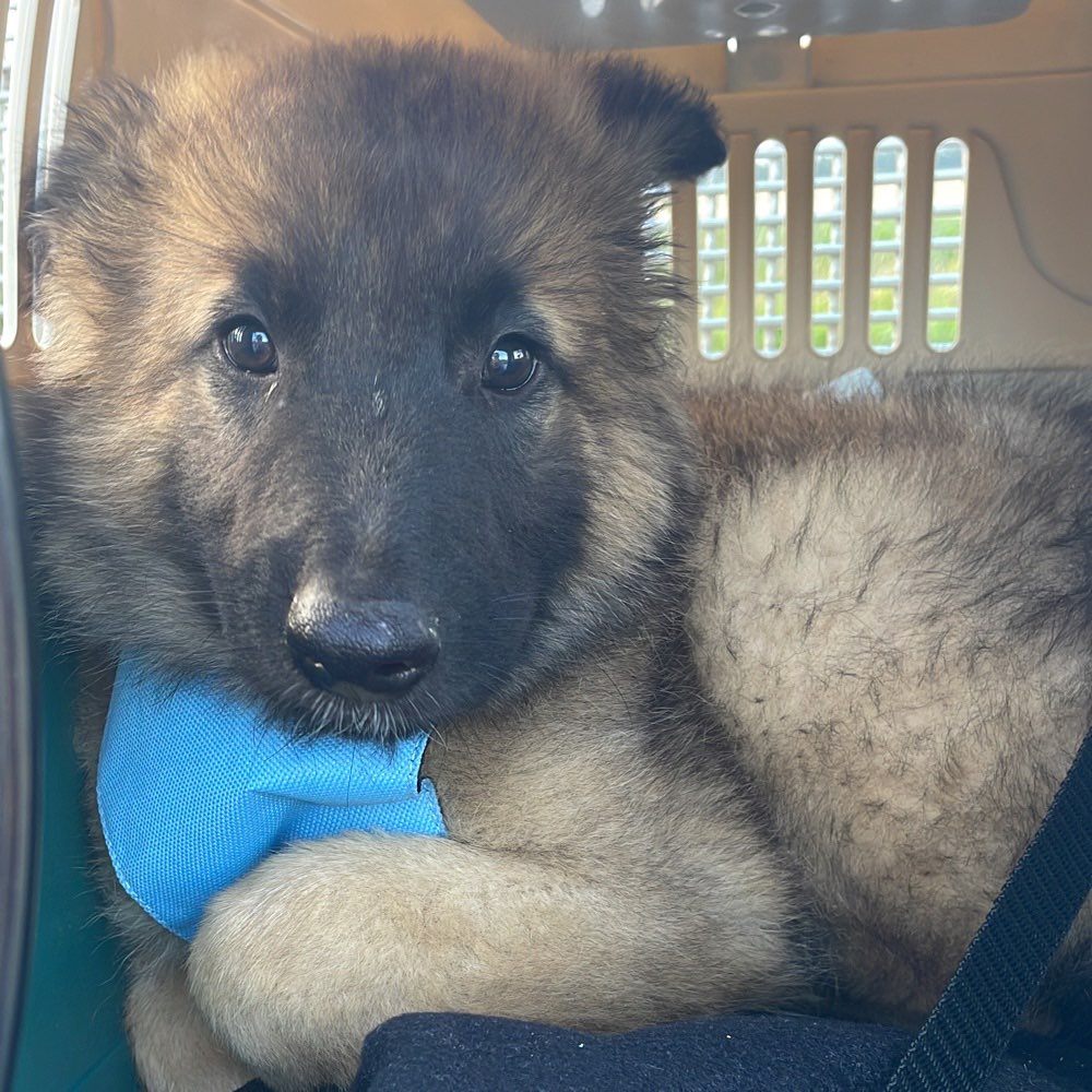 Hundetreffen-Welpen/Junghundtreffen in Saarbrücken-Profilbild