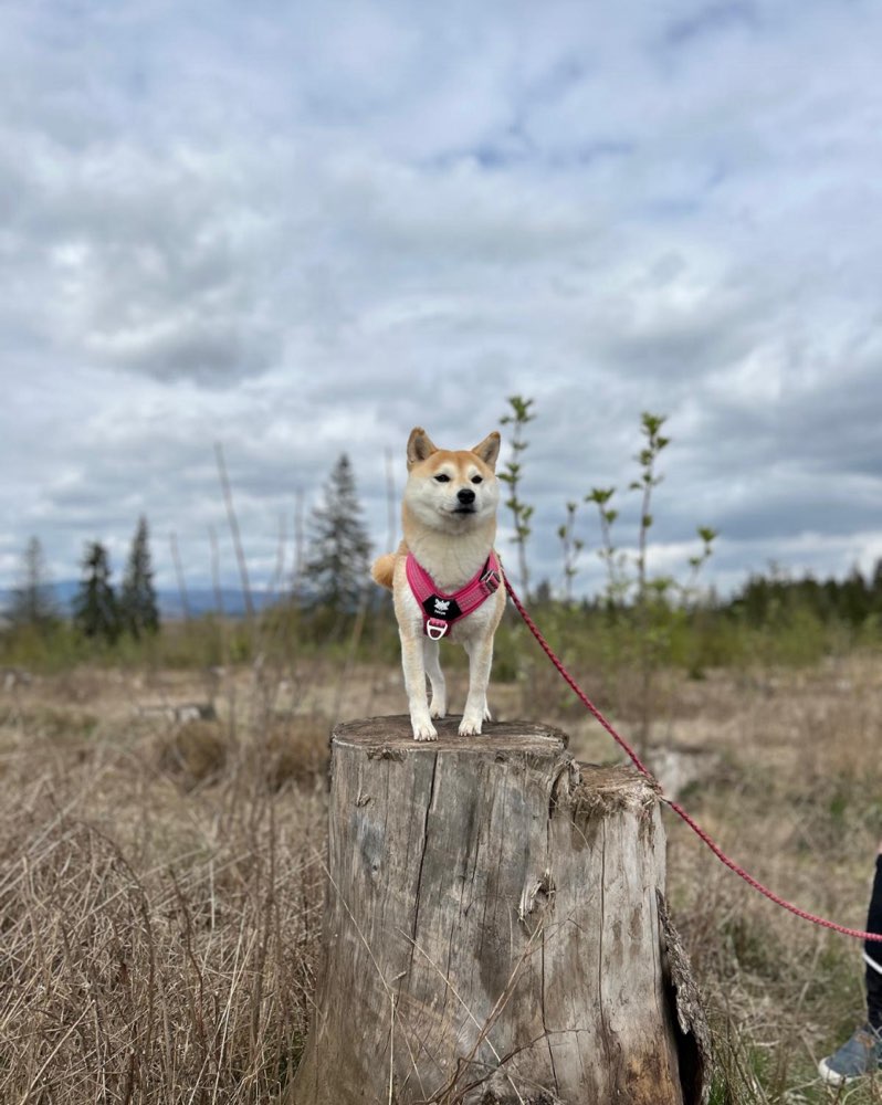 Hundetreffen-Gassirunde-Profilbild