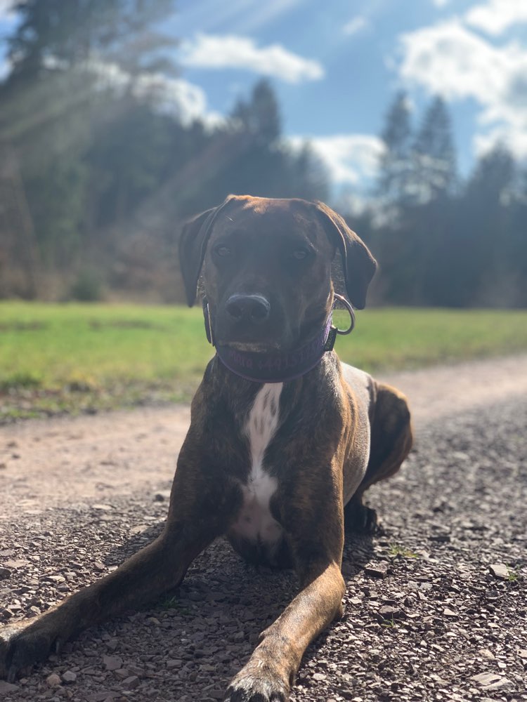 Hundetreffen-Social-Walk im Meulenwald für Hund&Mensch-Profilbild