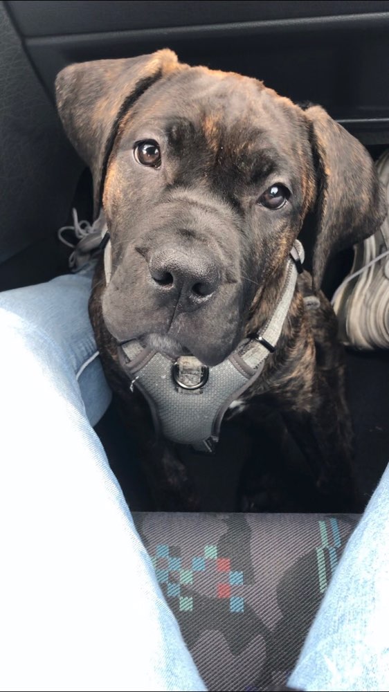 Hundetreffen-Spielrunden für Welpen und Junghunde!🥰-Profilbild