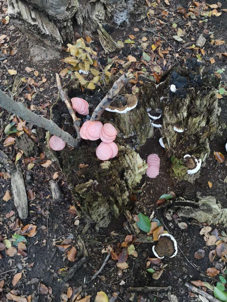 Giftköder-Ausgelegte Salamischeiben-Profilbild