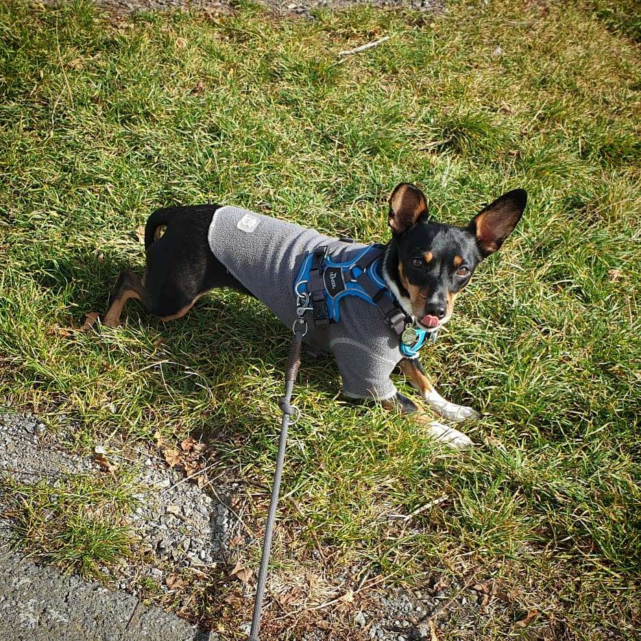 Hundetreffen-Spaziergänge am Kanal-Profilbild