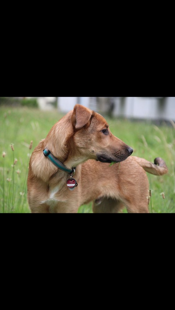 Hundetreffen-Junghund - ausgewachsenen Treffen zum spielen oder trainieren in Bochum Werne-Profilbild