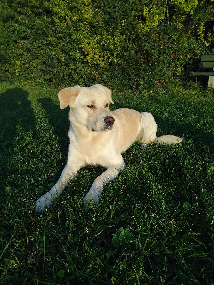 Hundetreffen-Spaziergang und toben-Profilbild