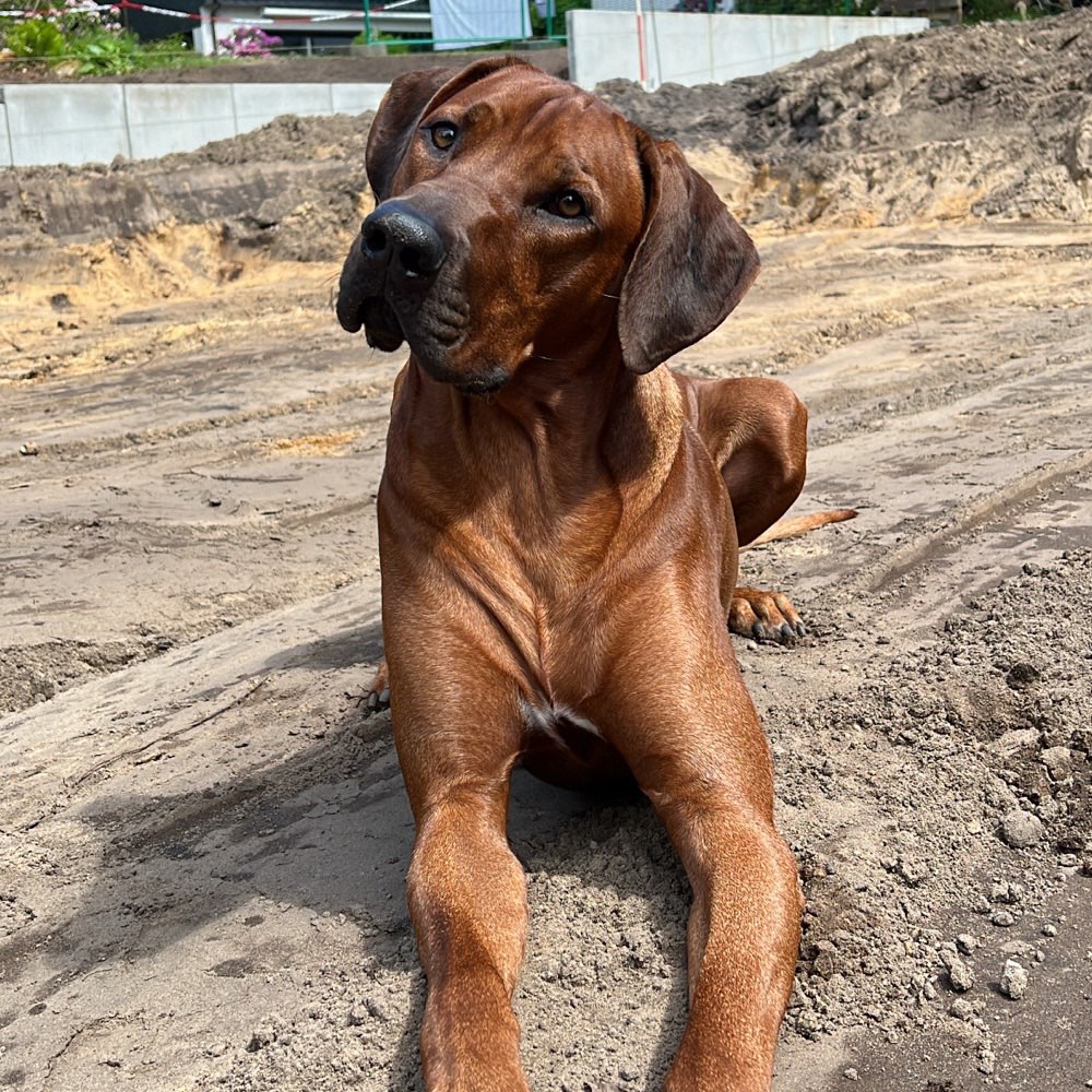 Hundetreffen-Gemeinsame Spaziergänge-Profilbild