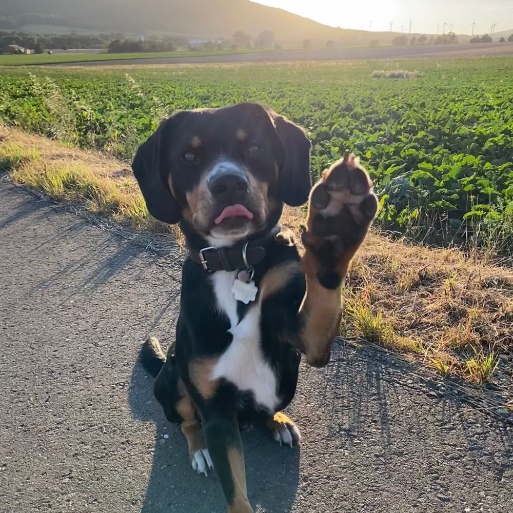 Hundetreffen-Gassirunden und Spielgefährten-Profilbild