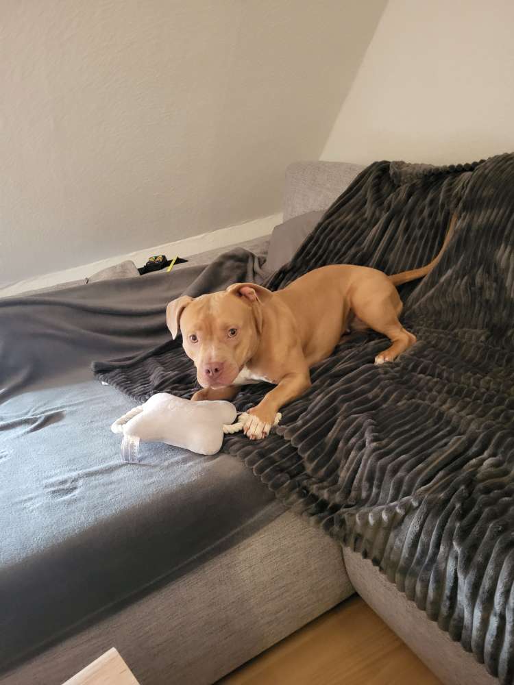 Hundetreffen-Hundefreunde zum Spielen und Gassi Runden-Profilbild