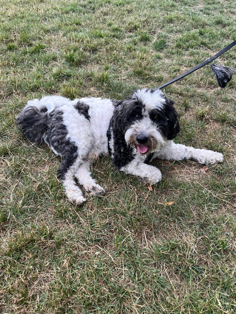 Giftköder-Hund gefunden auf der Freilauffläche-Profilbild